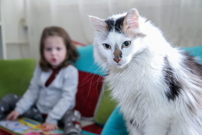 Rase de pisici potrivite pentru familiile cu copii